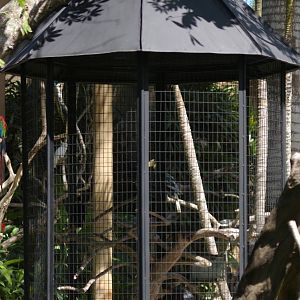 aviary for hill mynahs (Gracula religiosa)