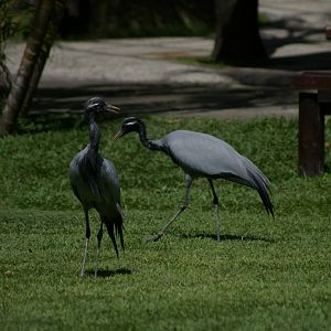 demoiselle cranes (Anthropoides virgo)