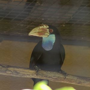 female Sumba hornbill (Aceros or Rhyticeros everetti)