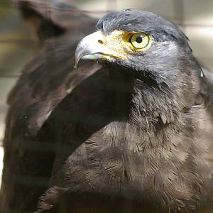 crested serpent-eagle (Spilornis cheela)