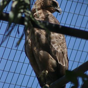 Javan hawk-eagle (Spizaetus bartelsi)