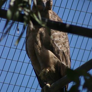 Javan hawk-eagle (Spizaetus bartelsi)