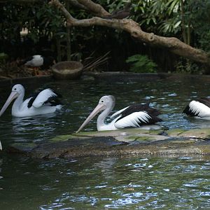 Australian pelicans