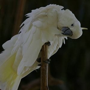 greater sulphur-crested cockatoo (Cacatua galerita)