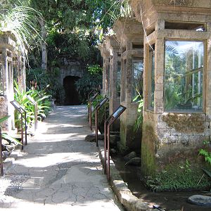 tanks holding baby green tree pythons