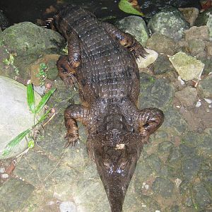 slender-snouted crocodile (Crocodylus cataphractus)