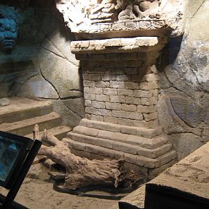 tank for taipan (Oxyuranus scutellatus)