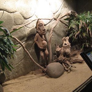 tank for brown snake (Pseudechis australis)