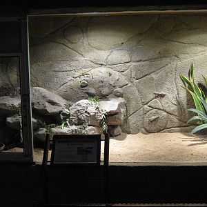 tank for Gila monster (Heloderma suspectum)