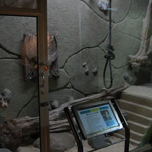 tank for king cobra (Ophiophagus hannah)