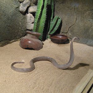 spitting cobra