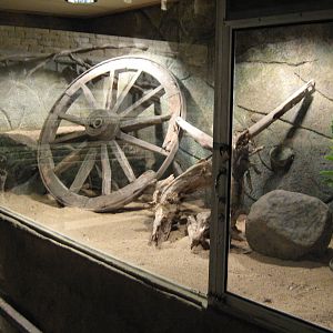 tank for Timor python (Python timorensis)