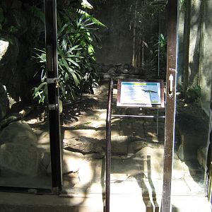 African dwarf crocodile (Osteolaemus tetraspis)