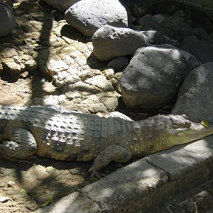 slender-snouted crocodile (Crocodylus cataphractus)