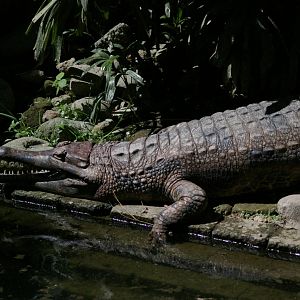 false gharial (Tomistoma schlegelii)