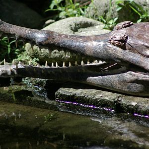 false gharial (Tomistoma schlegelii)