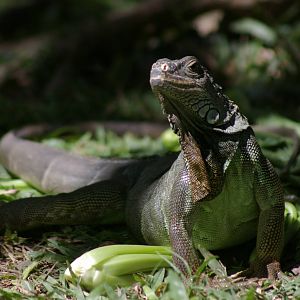 common iguana (Iguana iguana)