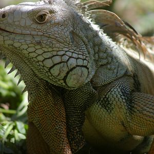 common iguana (Iguana iguana)