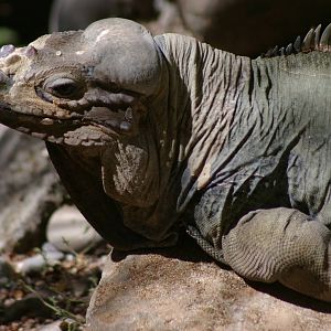 rhinoceros iguana (Cyclura cornuta)