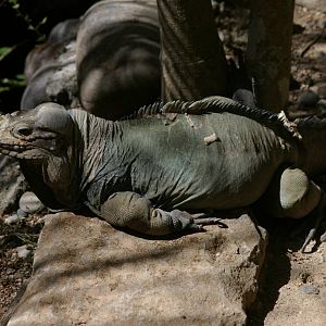rhinoceros iguana (Cyclura cornuta)