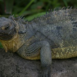 sailfin lizard (Hydrosaurus weberi)