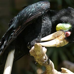 wreathed hornbill (Aceros undulatus)
