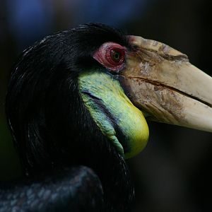 wreathed hornbill (Aceros undulatus)