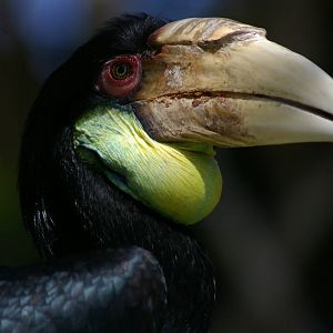 wreathed hornbill (Aceros undulatus)