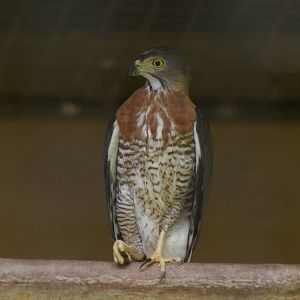 crested goshawk (Accipiter trivirgatus)