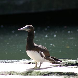brown booby (Sula leucogaster)