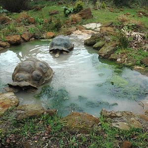 Galapagos Totoise pond.
