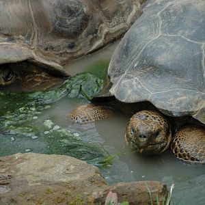 Galapgagos Tortoises