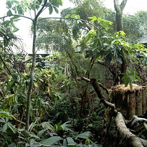 New Clore Rainforest, March 2010