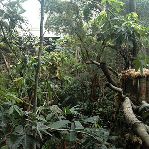 New Clore Rainforest, March 2010