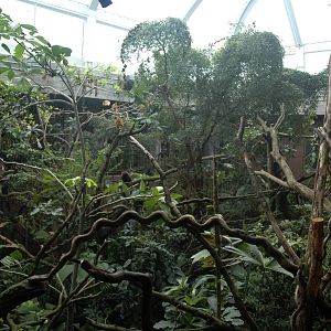 New Clore Rainforest, March 2010