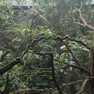 New Clore Rainforest, March 2010