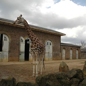 Giraffe House