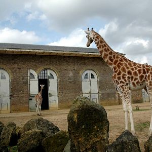 Giraffe House