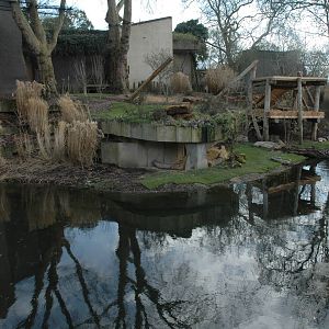 Asiatic Lion Enclosure.