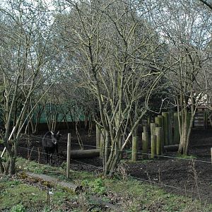 Lowland Anoa paddock.