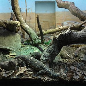 Beaded Lizard Enclosure