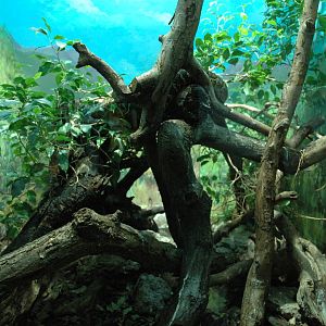Jamaican Boa Enclosure