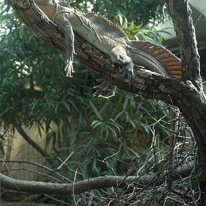 Philippine Sailfinned Lizard