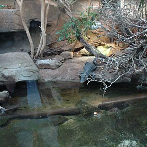 Cuvier's Dwarf Caiman Enclosure