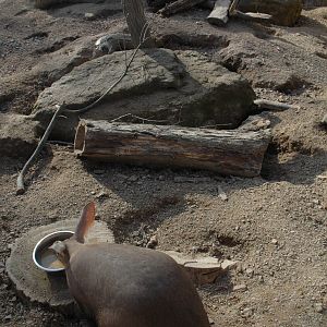 Aardvark and Enclosure- in the 'Roots Zone' of 'Animal Adventures'.
