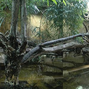 Philippine Crocodile enclosure