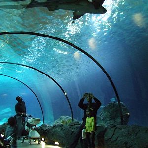 Atlantic Ocean, Oceanium