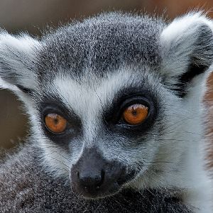 Ring Tailed Lemur