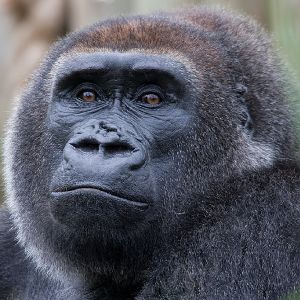 Western Lowland Gorilla