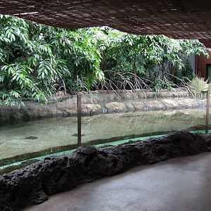 Mangrove exhibit, Oceanium